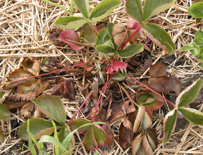 Болезни клубники ВИЛТ увядание вертициллезное